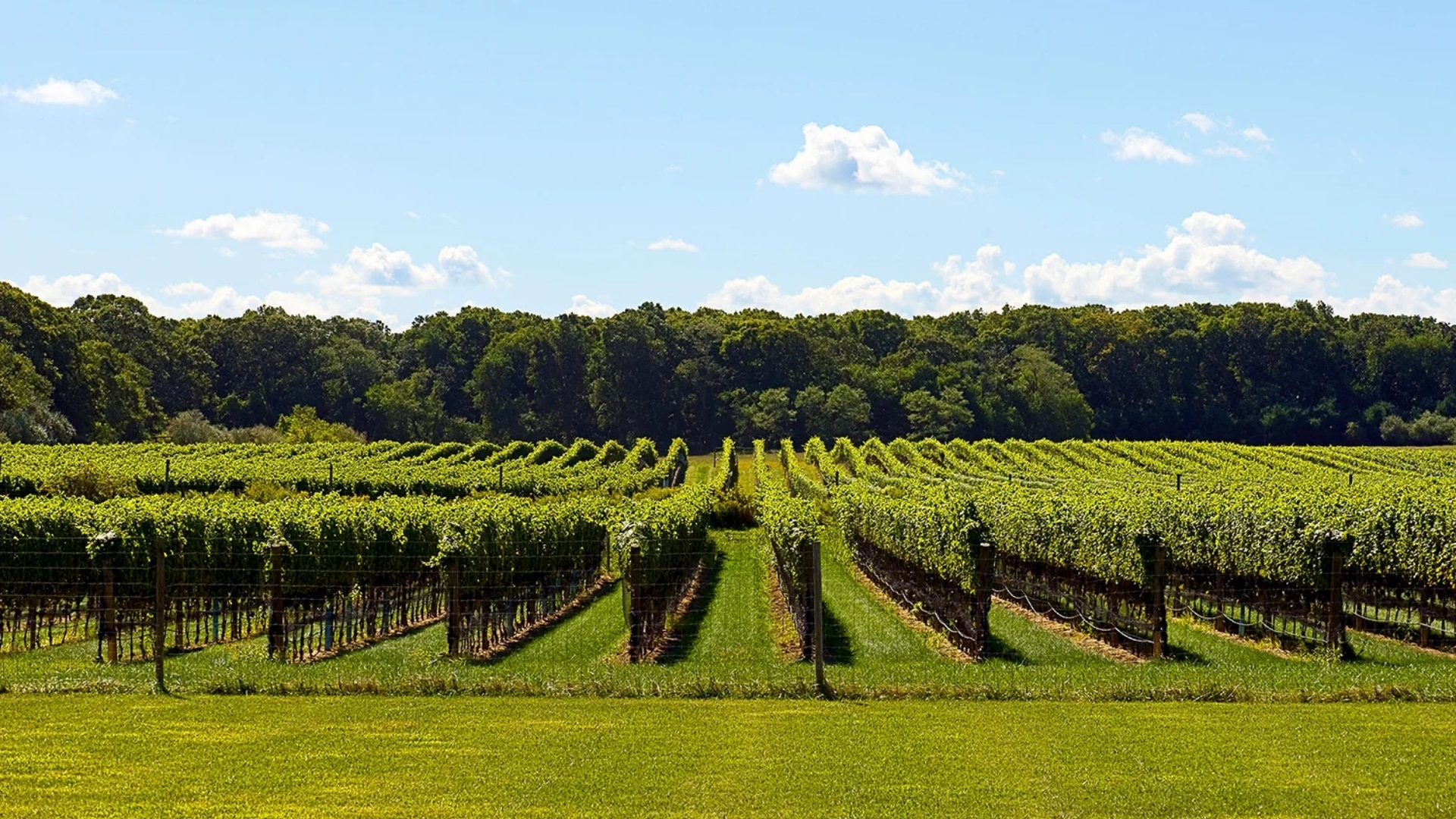 Channing-Duaghters-Winery